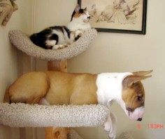 Ruby and Smudge the cat